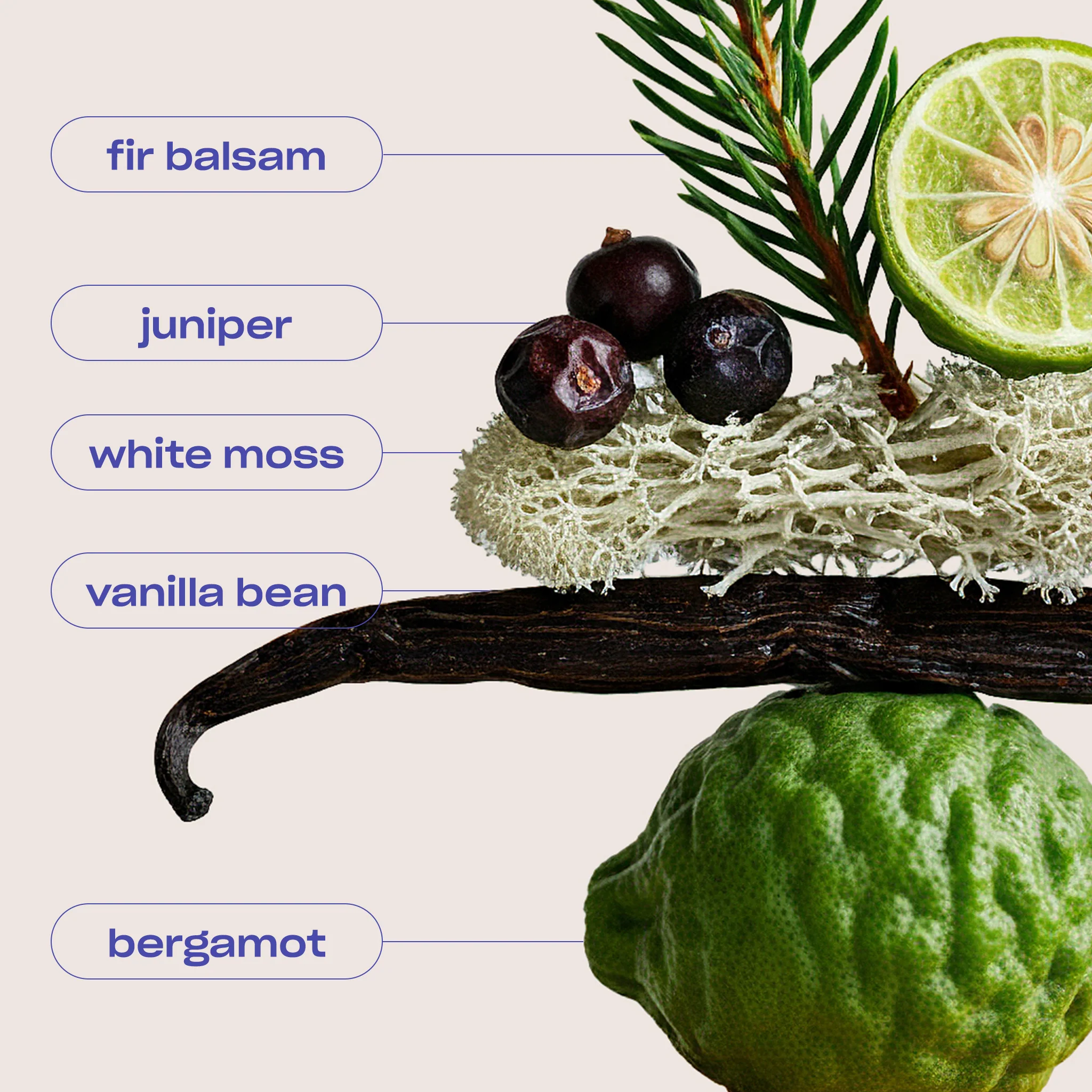 SWEET ASH - TONKA AND JUNIPER FRAGRANCE - Image 5